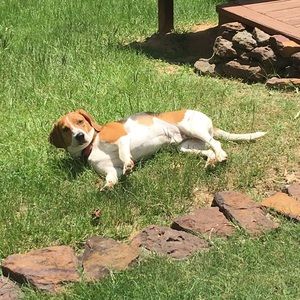 Meet your Posher, Joey